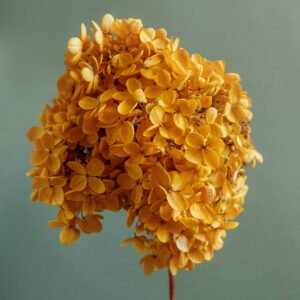 Yellow Candies